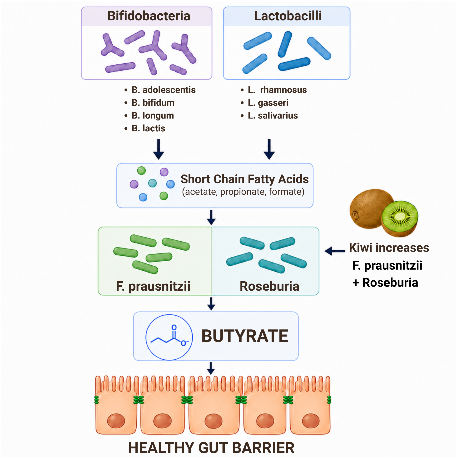 Diagram showing how LC-02 probiotic strains produce SCFAs and butyrate to support a healthy gut barrier.